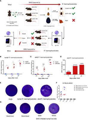 Towards modelling tick-virus interactions using the weakly pathogenic Sindbis virus: Evidence that ticks are competent vectors